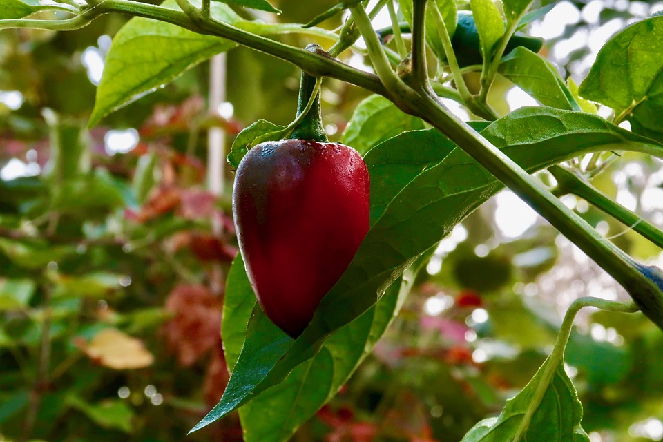 Vrtnarstvo Mrak Kamnica - Maribor - paprika