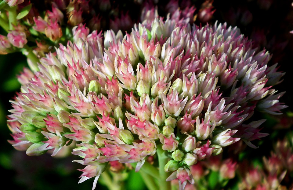 Vrtnarstvo Mrak Kamnica - Maribor - sedum