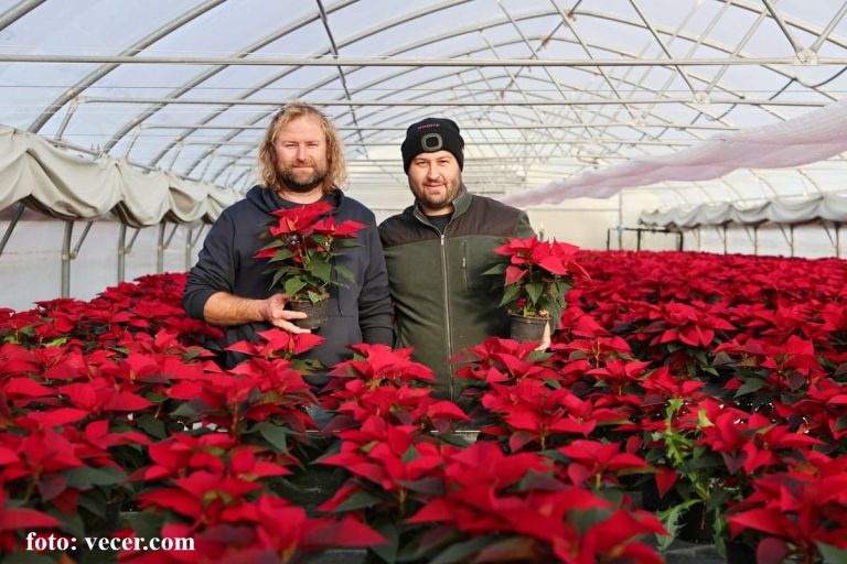 Vrtnarstvo Mrak - Božična zvezda